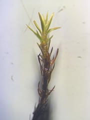 Polytrichum swartzii