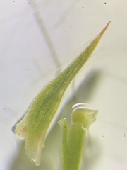 Polytrichum swartzii
