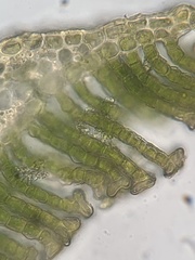 Polytrichum swartzii