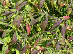 Strobilanthes integrifolius