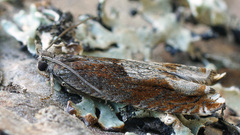 Ancylis uncella