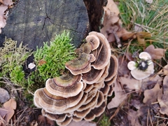 Trametes versicolor
