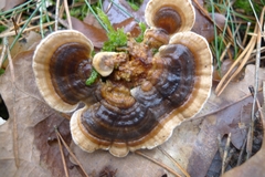 Trametes versicolor