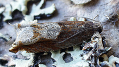 Ancylis uncella