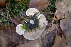 Trametes versicolor