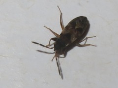 Scolopostethus thomsoni