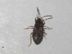 Scolopostethus thomsoni