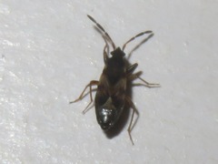 Scolopostethus thomsoni