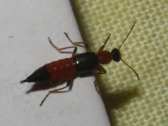 Paederus riparius