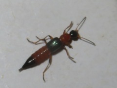 Paederus riparius