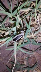 Epicauta griseonigra