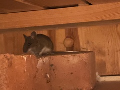 Apodemus sylvaticus