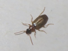Philorhizus melanocephalus