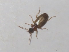 Philorhizus melanocephalus