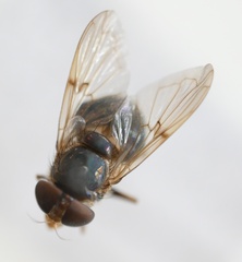 Copestylum vesicularium