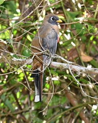 Trogon personatus
