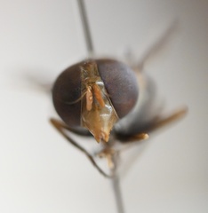 Copestylum vesicularium