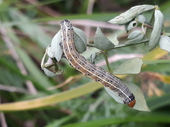 Pyrrhia