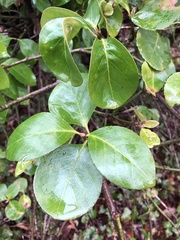 Viburnum rufidulum