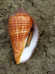 Titanostrombus galeatus
