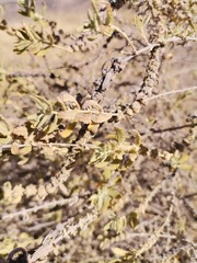 Buddleja scordioides