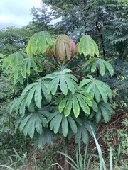 Pseudobombax grandiflorum