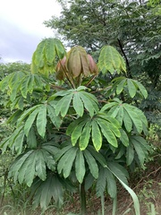 Pseudobombax grandiflorum