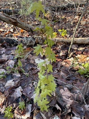 Lygodium palmatum