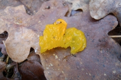 Tremella mesenterica