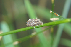 Tabanomorpha