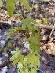 Lygodium palmatum