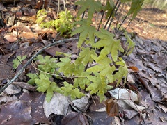 Lygodium palmatum