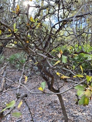 Crataegus spathulata