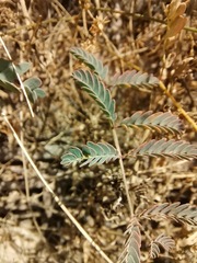 Hoffmannseggia glauca