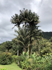 Ceroxylon quindiuense