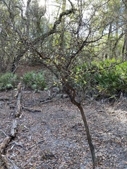 Crataegus spathulata