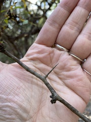 Crataegus spathulata