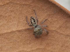 Phidippus mystaceus