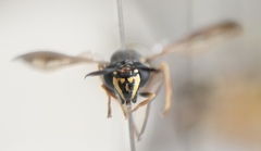 Sphiximorpha willistoni