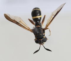 Sphiximorpha willistoni