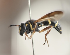 Sphiximorpha willistoni