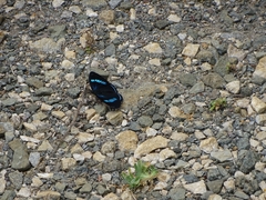 Diaethria clymena