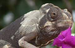 Chamaeleo chamaeleon