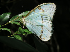 Morpho epistrophus