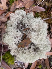 Cladonia subtenuis