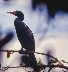 Microcarbo africanus