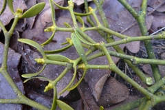 Viscum album austriacum