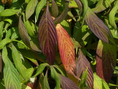 Strobilanthes integrifolius