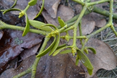 Viscum album austriacum