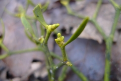 Viscum album austriacum